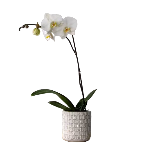 White Orchid