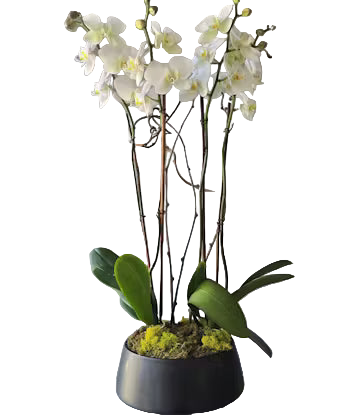 Orchid II