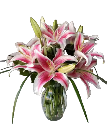 Pink Lillies