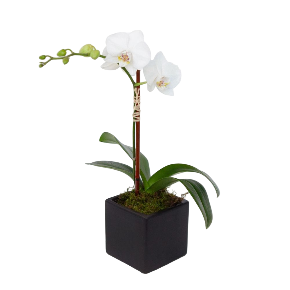 White Orchid