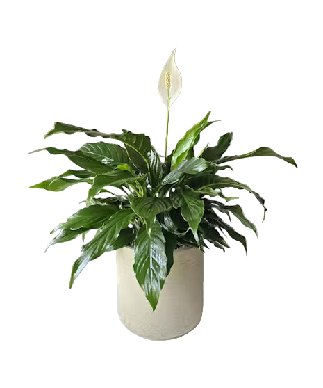 Peace Lilly Plant